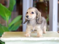 Kaninchen_Dachshund_7119