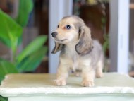 Kaninchen_Dachshund_7120