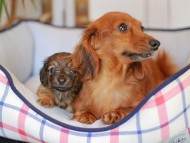 Kaninchen_Dachshund_7120
