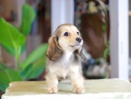 Kaninchen_Dachshund_7129