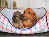 Kaninchen_Dachshund_7133