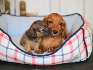 Kaninchen_Dachshund_7134