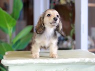 Kaninchen_Dachshund_7136