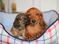 Kaninchen_Dachshund_7138