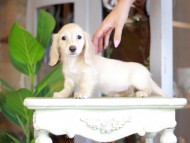 Kaninchen_Dachshund_7148