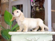 Kaninchen_Dachshund_7152 Kaninchen_Dachshund_7152