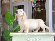 Kaninchen_Dachshund_7153 Kaninchen_Dachshund_7153