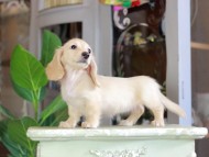 Kaninchen_Dachshund_7155