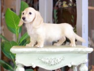 Kaninchen_Dachshund_7159 Kaninchen_Dachshund_7159