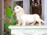 Kaninchen_Dachshund_7160