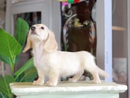 Kaninchen_Dachshund_7163