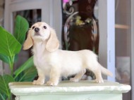 Kaninchen_Dachshund_7164