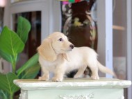 Kaninchen_Dachshund_7168