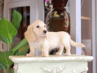 Kaninchen_Dachshund_7169