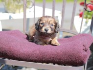 Kaninchen_Dachshund_7204 Kaninchen_Dachshund_7204