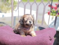 Kaninchen_Dachshund_7207