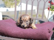 Kaninchen_Dachshund_7208 Kaninchen_Dachshund_7208