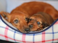 Kaninchen_Dachshund_7211