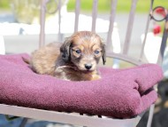 Kaninchen_Dachshund_7223 Kaninchen_Dachshund_7223
