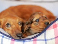 Kaninchen_Dachshund_7225