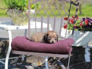 Kaninchen_Dachshund_7227