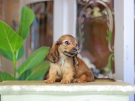 Kaninchen_Dachshund_7230 Kaninchen_Dachshund_7230