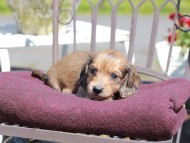 Kaninchen_Dachshund_7231