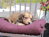 Kaninchen_Dachshund_7232