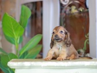 Kaninchen_Dachshund_7232