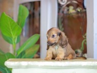 Kaninchen_Dachshund_7234 Kaninchen_Dachshund_7234