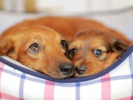 Kaninchen_Dachshund_7234