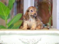 Kaninchen_Dachshund_7236