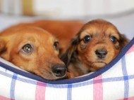 Kaninchen_Dachshund_7236