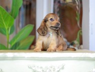 Kaninchen_Dachshund_7237