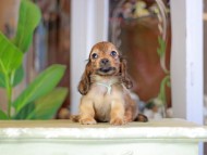 Kaninchen_Dachshund_7240