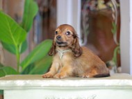 Kaninchen_Dachshund_7243