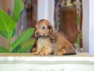 Kaninchen_Dachshund_7245 Kaninchen_Dachshund_7245