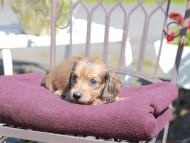 Kaninchen_Dachshund_7247