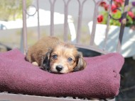 Kaninchen_Dachshund_7253 Kaninchen_Dachshund_7253