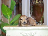 Kaninchen_Dachshund_7253