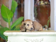 Kaninchen_Dachshund_7257 Kaninchen_Dachshund_7257