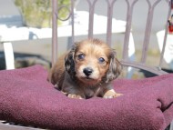 Kaninchen_Dachshund_7258