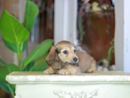 Kaninchen_Dachshund_7258