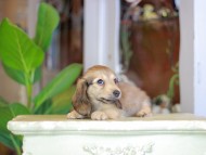 Kaninchen_Dachshund_7259 Kaninchen_Dachshund_7259
