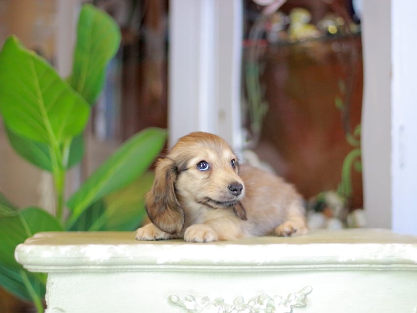 カニンヘンダックスフンド こなゆき&ジルベールの子犬 イエロー（クリーム） 男の子