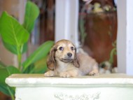 Kaninchen_Dachshund_7260