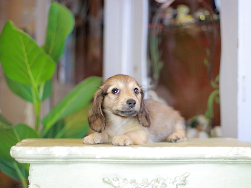 カニンヘンダックスフンド こなゆき&ジルベールの子犬 イエロー（クリーム） 男の子