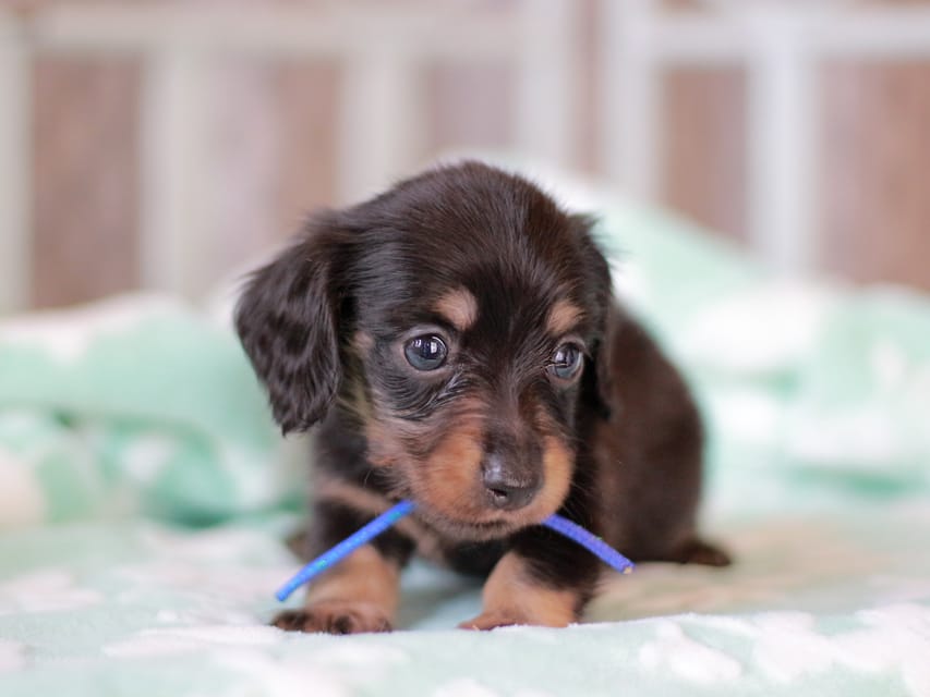 カニンヘンダックスフンド カイラ&ブルースの子犬 ブラックタン 男の子
