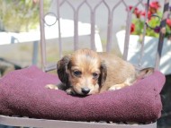 Kaninchen_Dachshund_7263