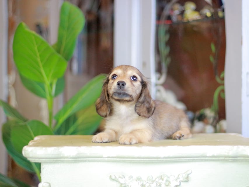 カニンヘンダックスフンド こなゆき&ジルベールの子犬 イエロー（クリーム） 男の子